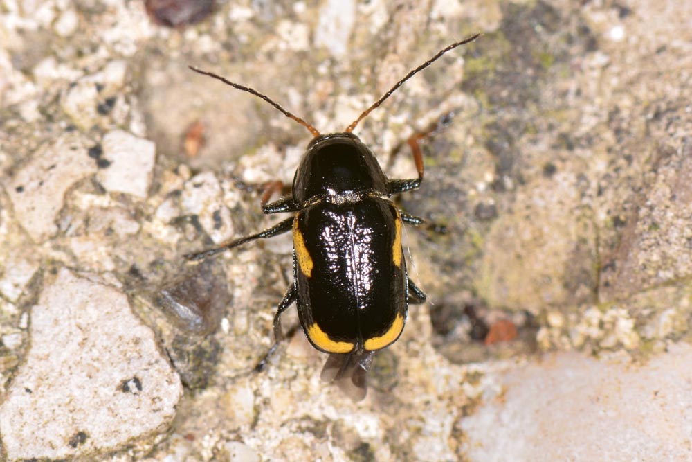 Chrysomelidae: Cryptocephalus stragula? S.
